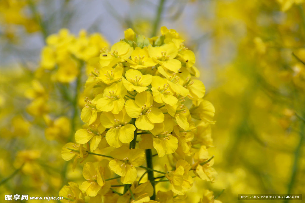 油菜花
