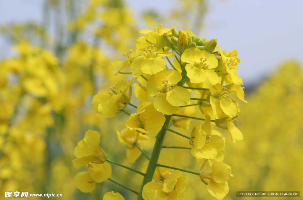 油菜花