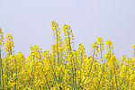 油菜花