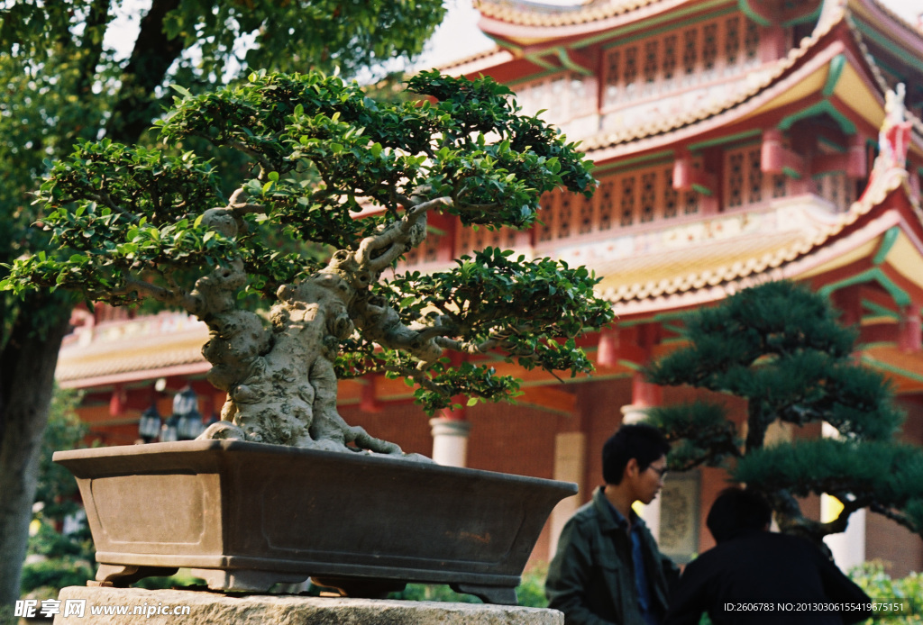 盆景