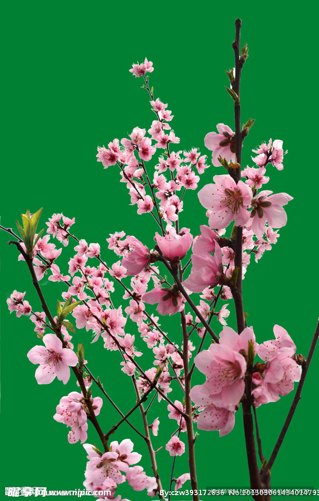 桃花 花