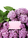 紫丁香 丁香花