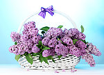 紫丁香 丁香花
