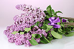 紫丁香 丁香花