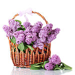 紫丁香 丁香花