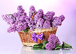 紫丁香 丁香花