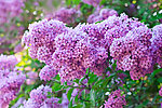 紫丁香 丁香花