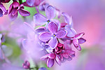 紫丁香 丁香花