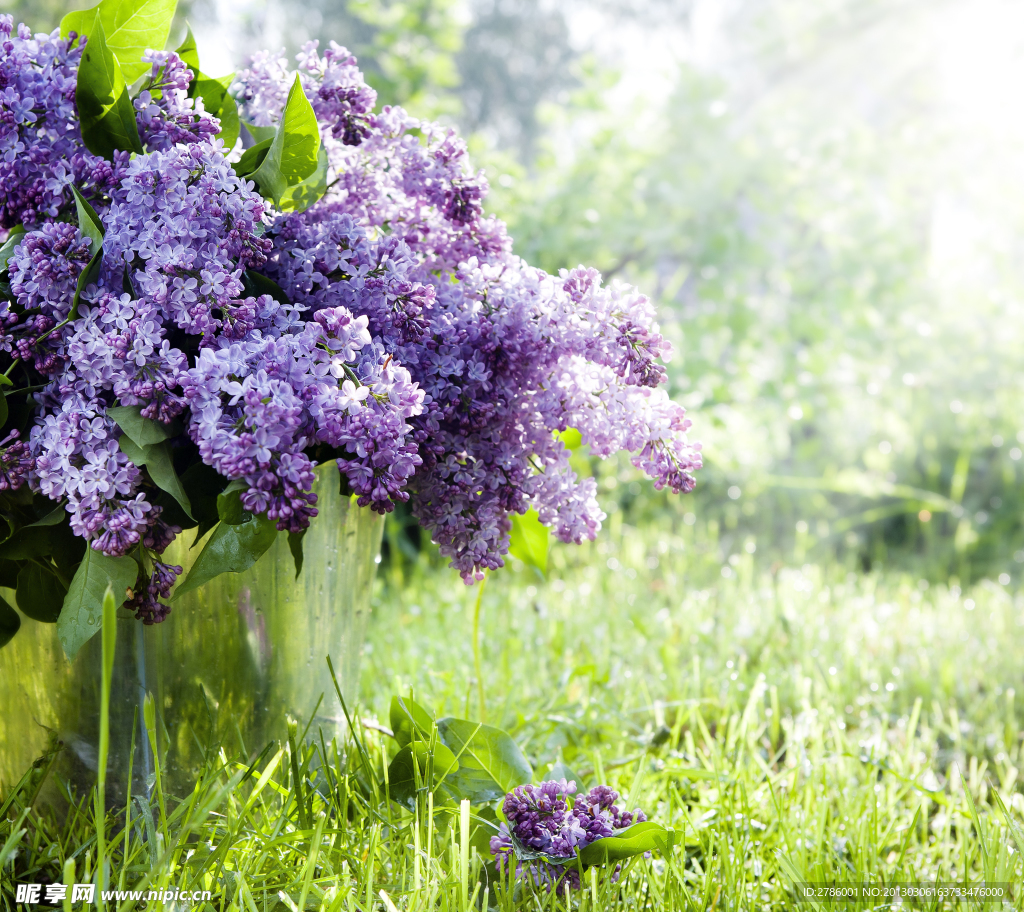 紫丁香 丁香花