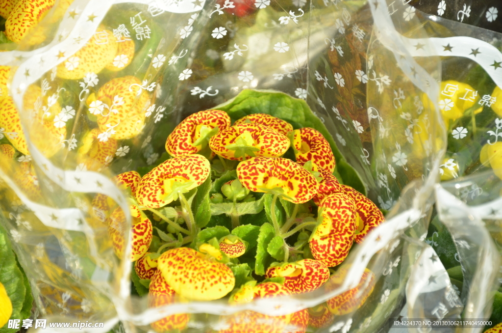 蒲包花