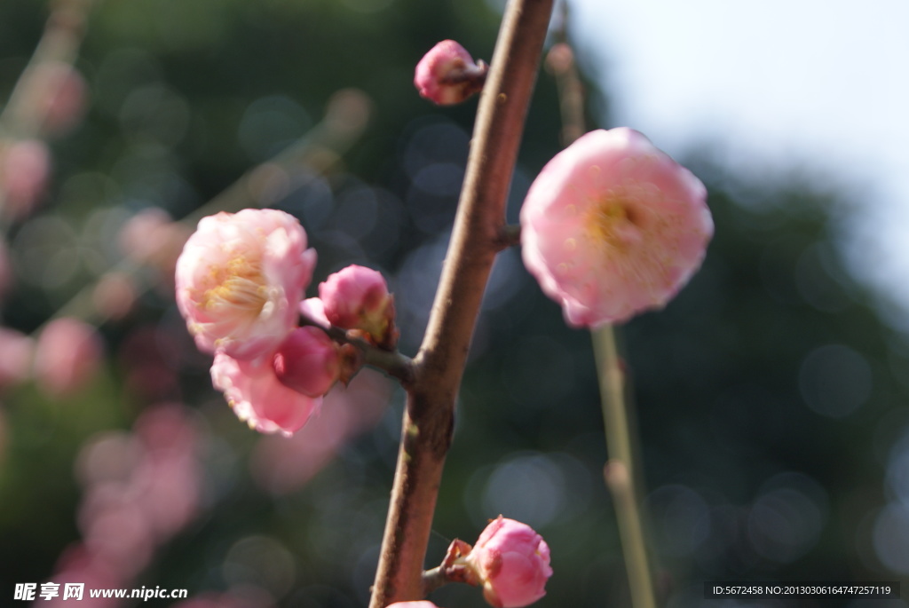 梅花
