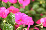 花卉