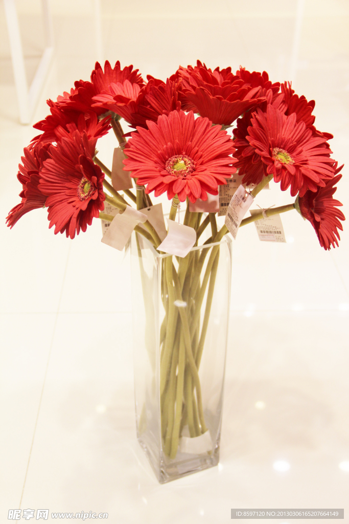太阳花非洲菊