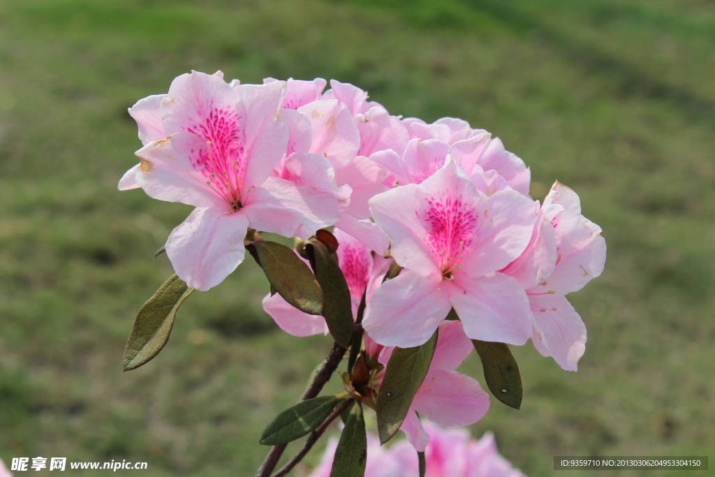 杜鹃花