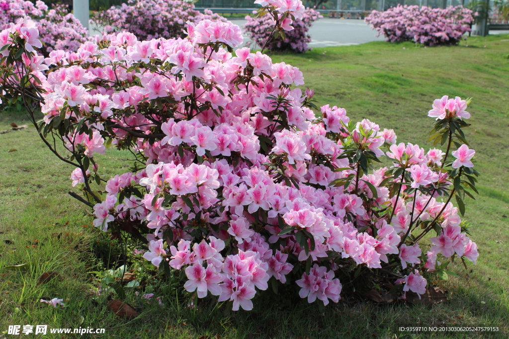 杜鹃花