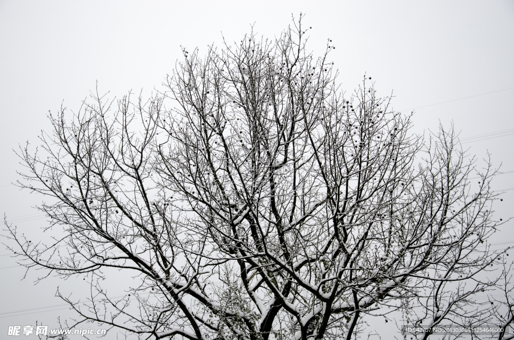 树枝 积雪