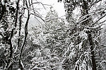 雪景