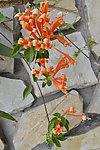 炮仗花