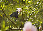 蝴蝶与桃花