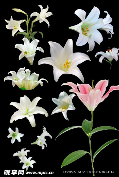 百合花素材图