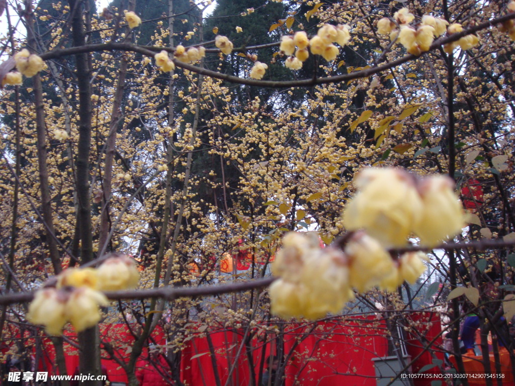 花卉