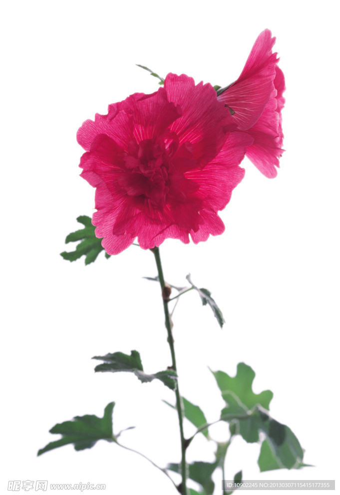 花卉