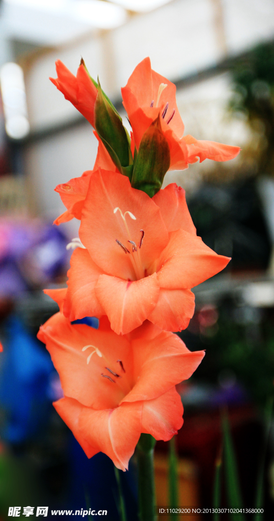 花卉