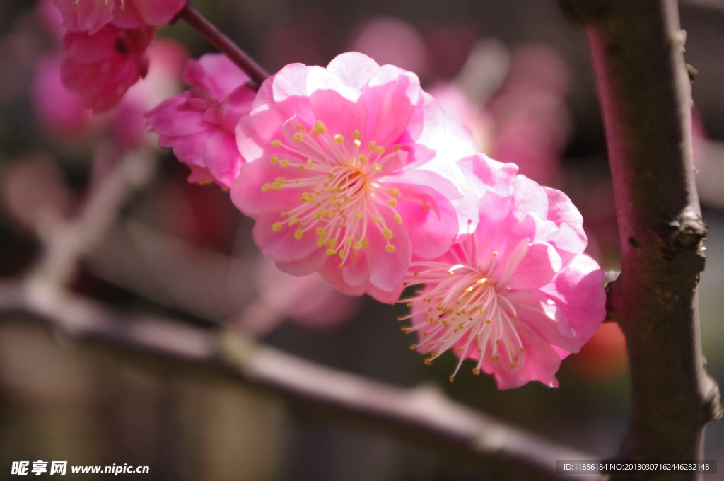 梅花