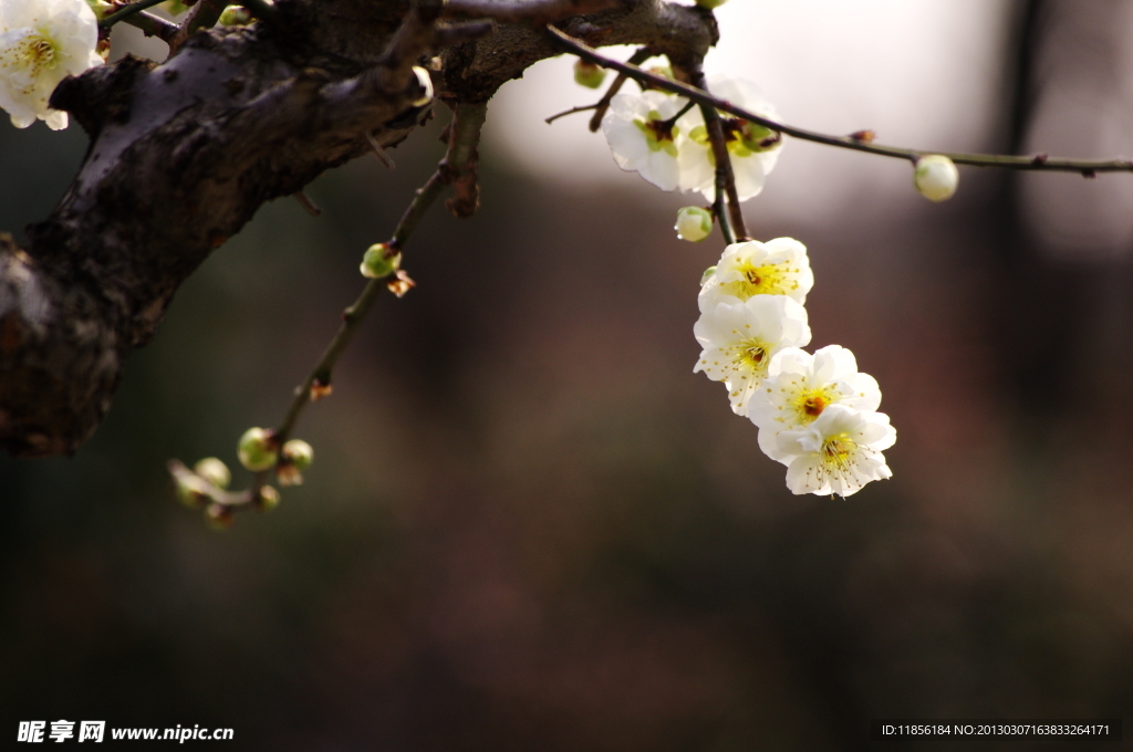 梅花