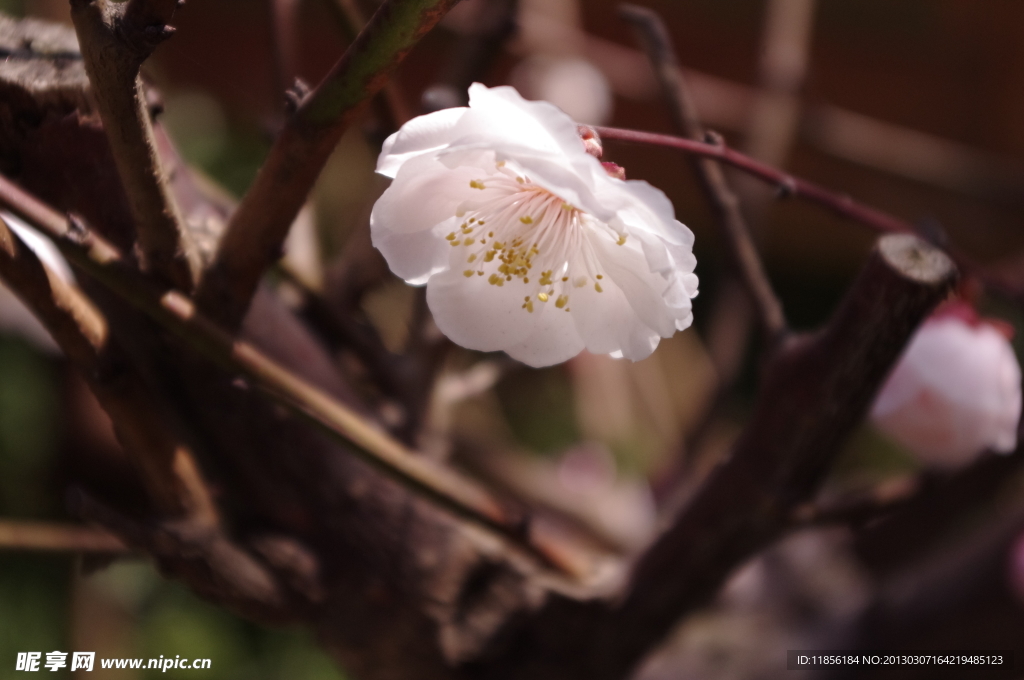 梅花