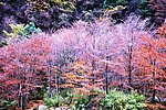四川广元唐家河