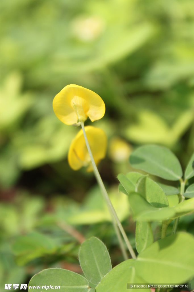 绿化花