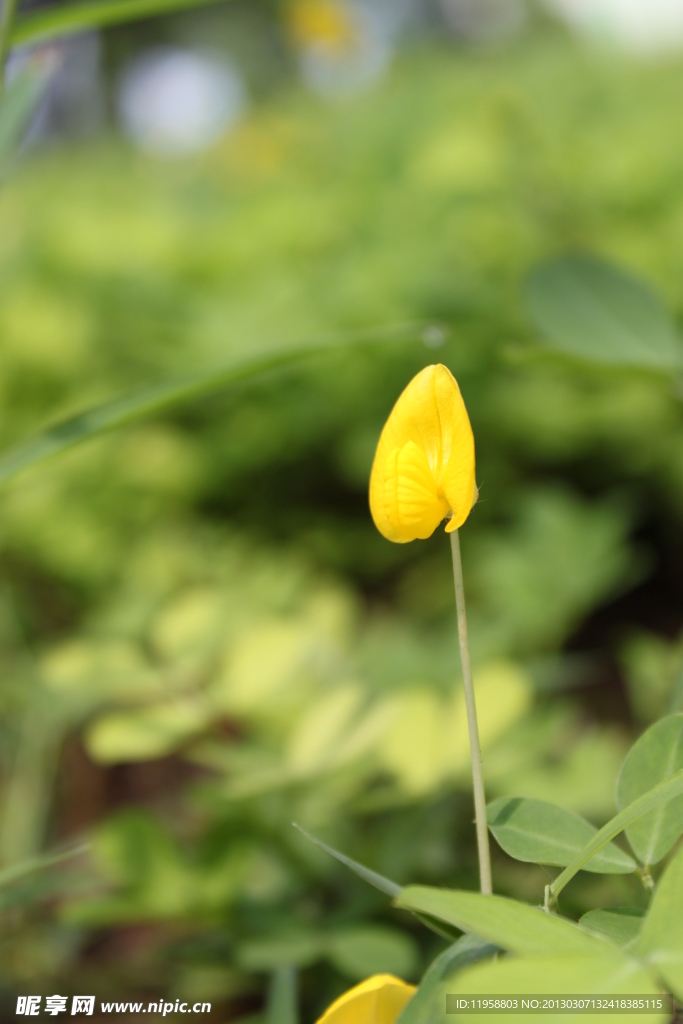 绿化花