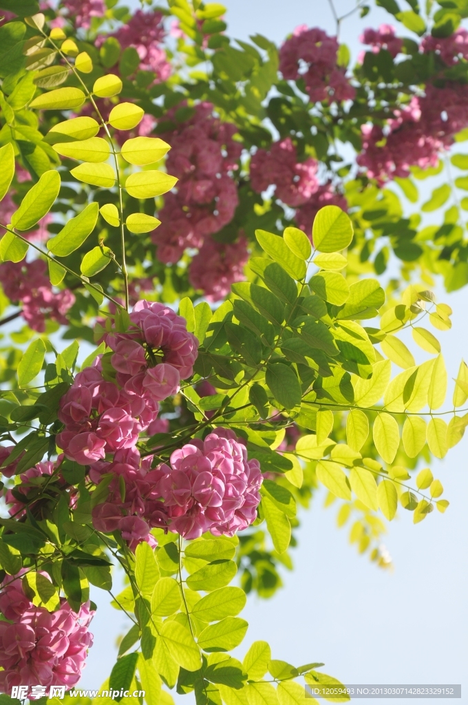 槐花