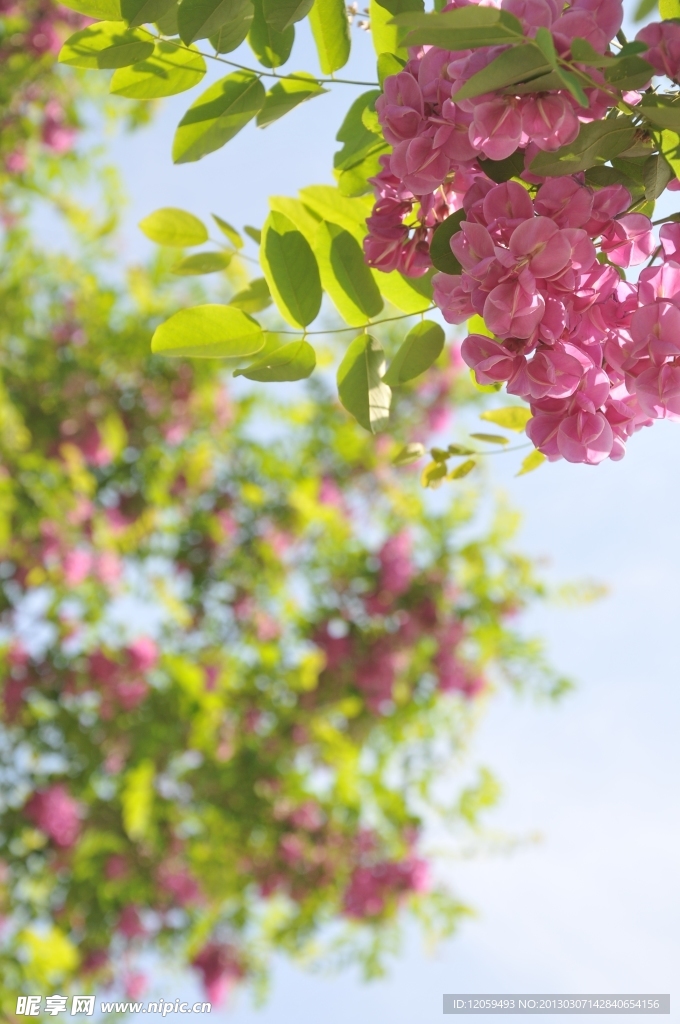 槐花