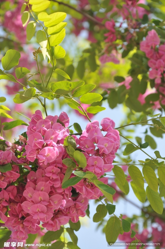 槐花