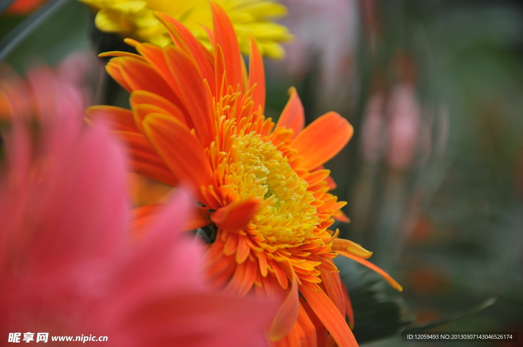 菊花