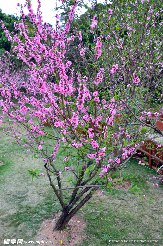 美丽 桃花