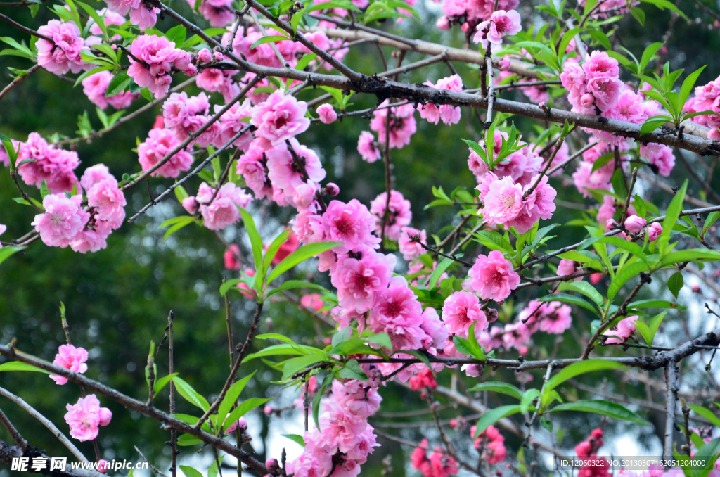 盛开桃花