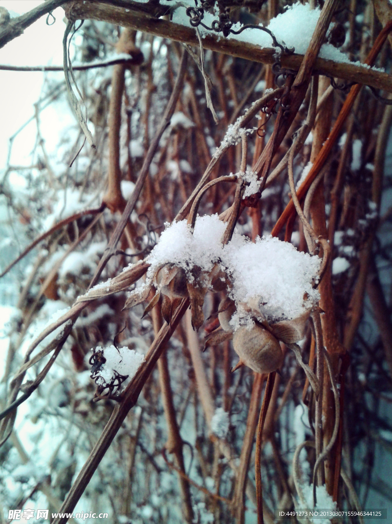 雪之果实