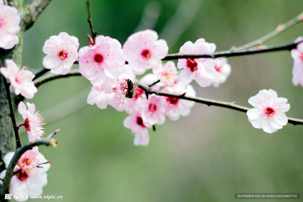 桃花