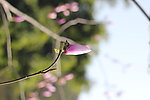 玉兰花