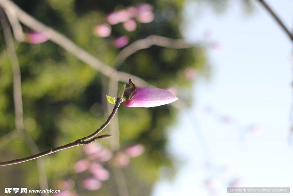 玉兰花