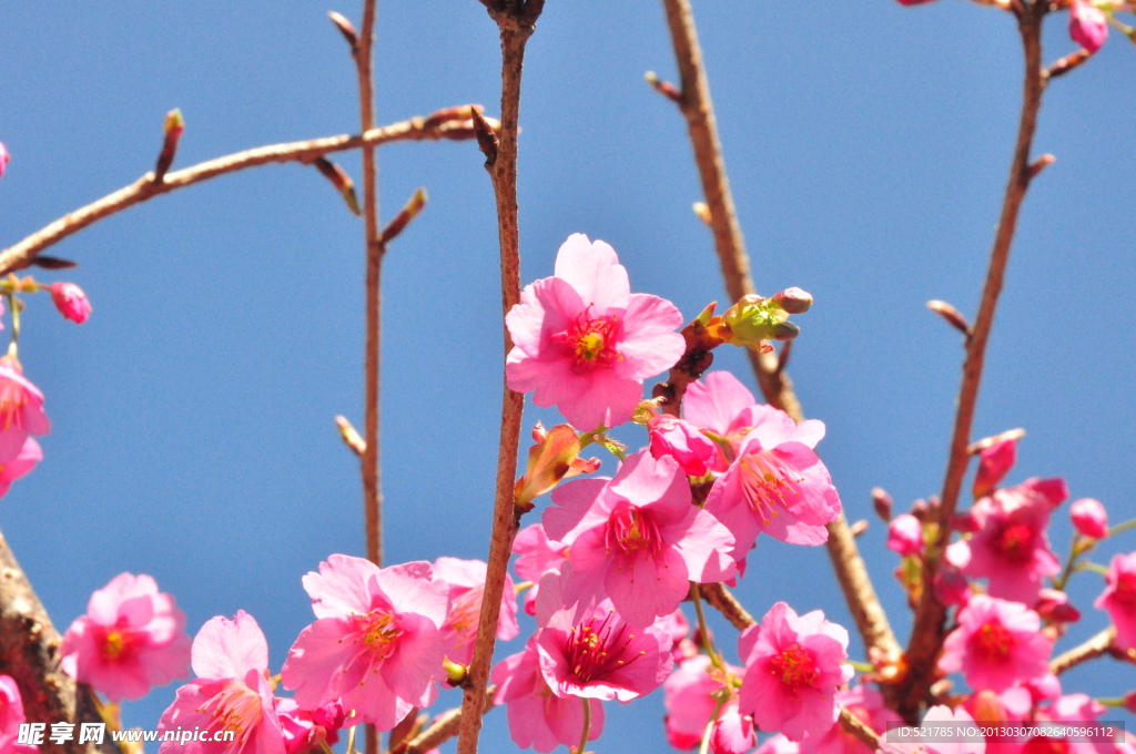 木兰花
