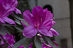 紫色杜鹃花