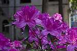 紫色杜鹃花