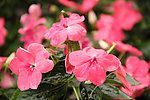 花卉