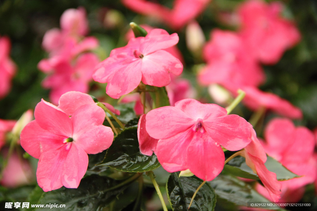 花卉