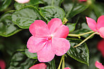 花卉