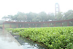 千灯湖公园一角